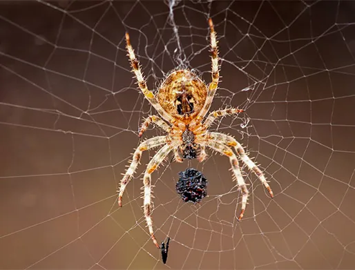 Dedetização de Aranhas no Butantã