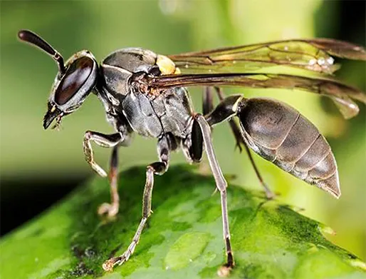 Dedetização de Marimbondos no Butantã