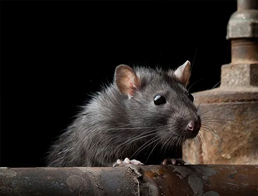 Dedetização de Ratos no Butantã